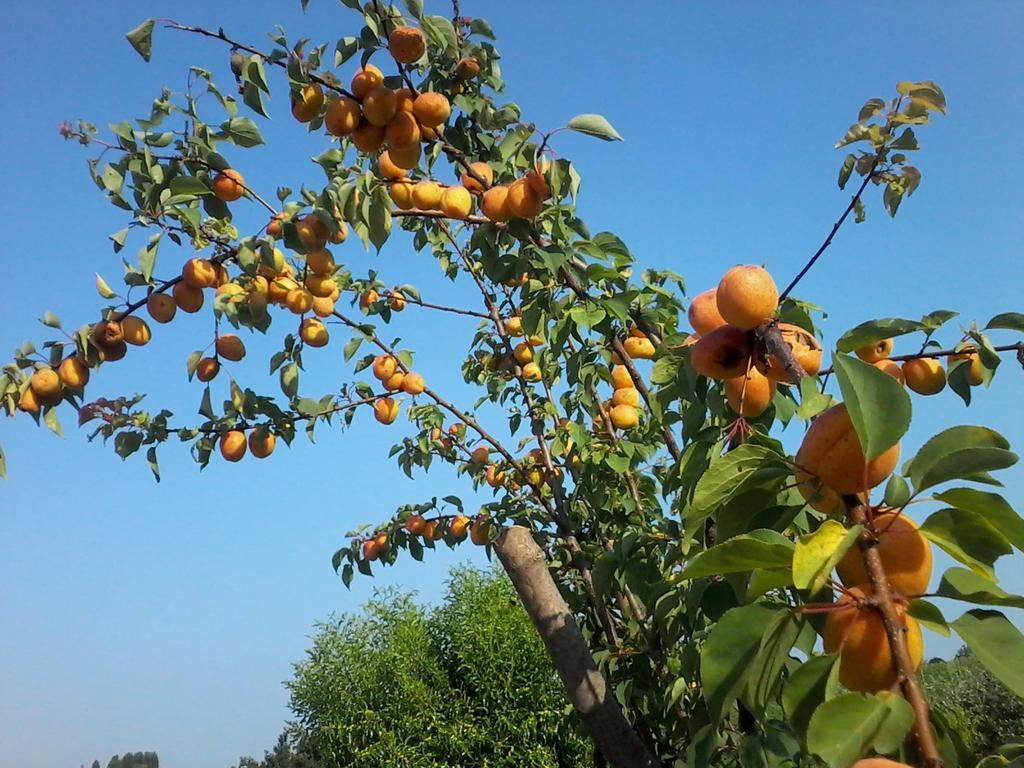 Bed and Breakfast Il Giuggiolo Conegliano Zimmer foto