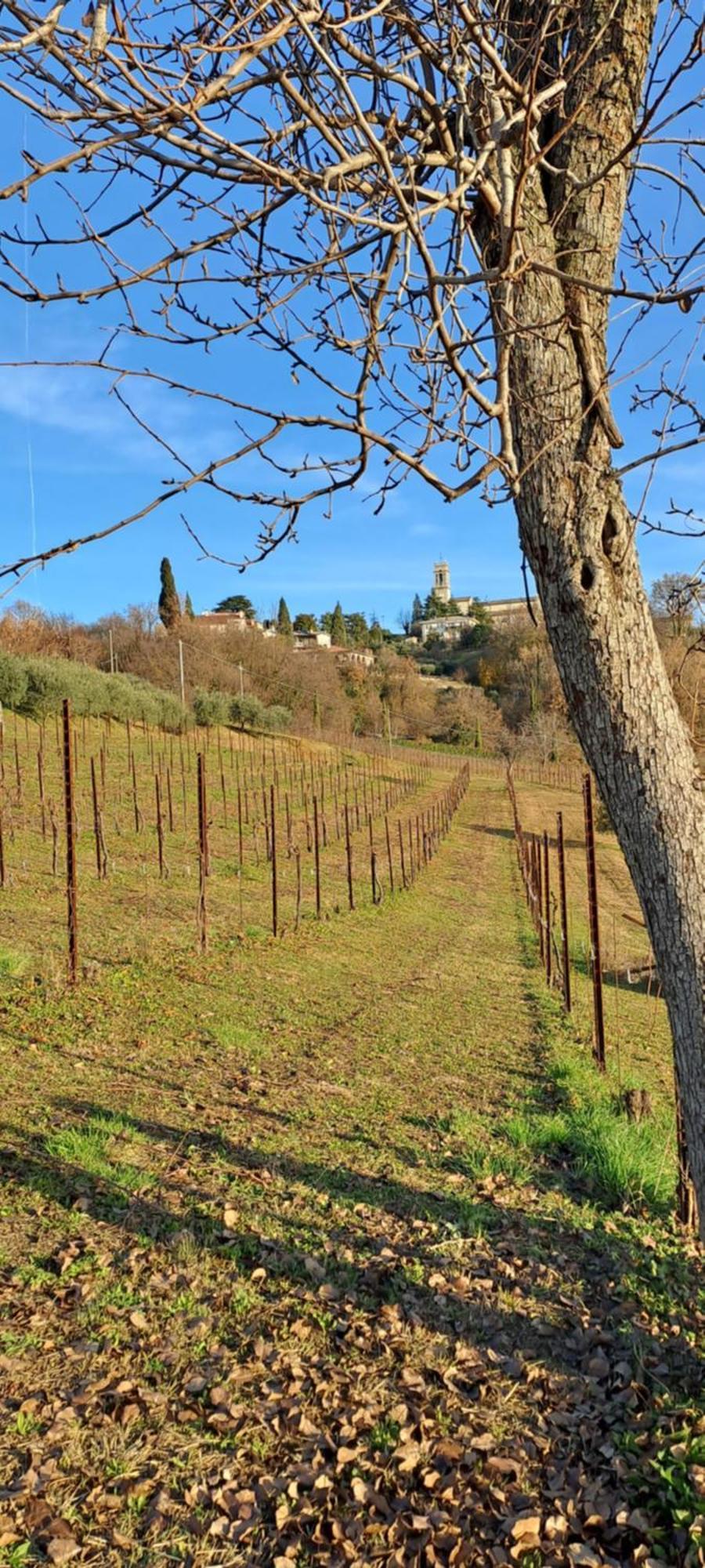 Bed and Breakfast Il Giuggiolo Conegliano Exterior foto